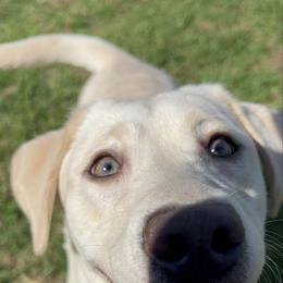 Dilute Retriever puppies from Wicked Pines Retrievers