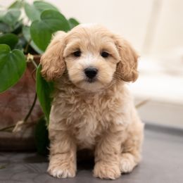 Maltipoo, Shichon, and Shihpoo Puppies from Timbercreek Puppies