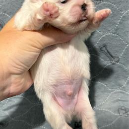 Buzz - Cream male Pekingese puppy in Clinton, Tennessee from Gracelands Pekingese