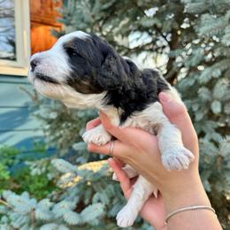 Parti tri - Tri-color female Bernedoodle puppy in Blue Springs, Missouri from Jeanie’s Doodles