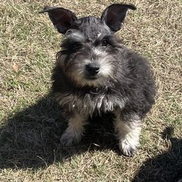 Miniature Schnauzer Puppies from Sugarbaby Kennel