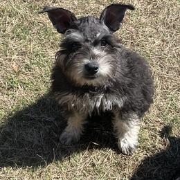 Miniature Schnauzer Puppies from Sugarbaby Kennel