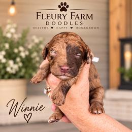 Winnie - Merle female Whoodle puppy in Knoxville, Tennessee from Fleury Farm Doodles TN