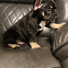 French Bulldog Puppies from Frenchie Paws