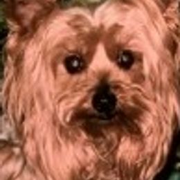 Dachshunds and Yorkshire Terriers from Crown Jewel Kennels