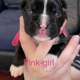 Boxer Puppies from Boxers Von Drachenburg