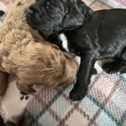 Bernedoodle, Cockapoo, and Goldendoodle Puppies from Avery Doodle Day LLC