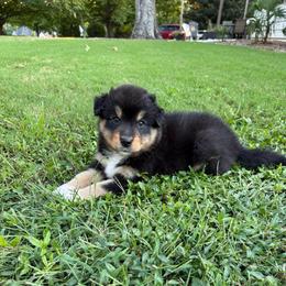 Java - Black tri-color male Australian Shepherd puppy in Spartanburg, South Carolina from Hub City Aussies
