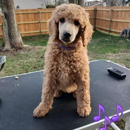 Purple - Apricot female Poodle puppy in Big Rapids, Michigan from Meeker's Ridge Standard Poodles