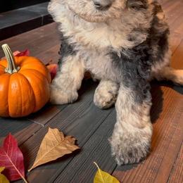 Green - Merle male Sheepadoodle puppy in Salem, Oregon from Oregon Poodle Oodle Doodles