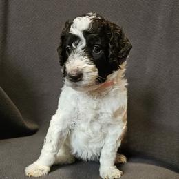 Light Pink - Tootsie - Parti female Poodle puppy in Spanish Fork, Utah from Mountain Vista Pups LLC