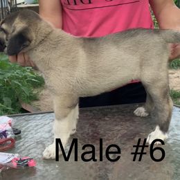 Boy 6 - Fawn male Anatolian Shepherd Dog puppy in Daggett, Michigan from T&S Anatolians