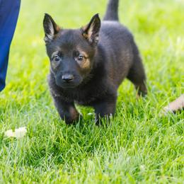 German Shepherd Puppies from Faoladh German Shepherds