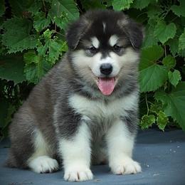 Art - Seal and white male Alaskan Malamute puppy in Michigan from Warrior’s Legacy Alaskan Malamutes