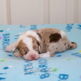 Snow Cap - Red merle female Aussiedoodle puppy in Kennesaw, Georgia from Distinctive Doodle