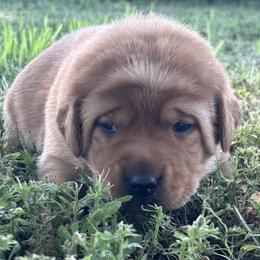 Banks - Yellow male Labrador Retriever puppy in Alcester, South Dakota from R-Team