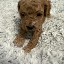 Male 3 - Red male Cockapoo puppy in Dahlonega, Georgia from Loveable Cockapoos