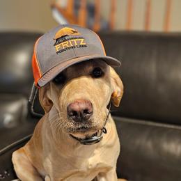 Yellow Boy 1 - Yellow male Labrador Retriever puppy in Berlin Township, Michigan from Fritz Pointing Labs