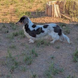 Bitsy - Piebald female Dachshund puppy in Huachuca City, Arizona from Az's B&B Doxies