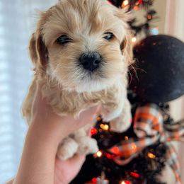 Cockapoo, Double Doodle, and Poodle Puppies from Cedar Creek Canines