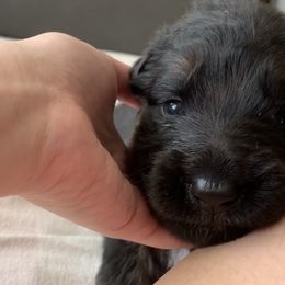 "Green boy" German Shepherd Puppies from R.J German Shepherds
