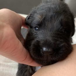 "Green boy" German Shepherd Puppies from R.J German Shepherds