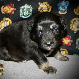 Jolly rancher - Black tri female Miniature Australian Shepherd puppy in El Dorado Springs, Missouri from HP Aussie Kennels