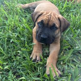 Kildare Green Collar - Fawn male Boerboel puppy in Florida from CLAD Guard Boerboels