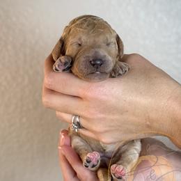 Dreamsicle (lavender collar) - Apricot female Goldendoodle puppy in Murrieta, California from Apricot Poodles & Goldendoodles, LLC