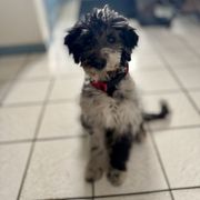 Bordoodle and Labradoodle Puppies from Howdy Doodles