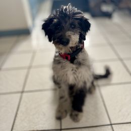 Bordoodle and Labradoodle Puppies from Howdy Doodles