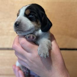 Female 2 - Black brown and white female Basset Hound puppy in Lindley, New York from Hill Top Basset Hounds & Cane Corso