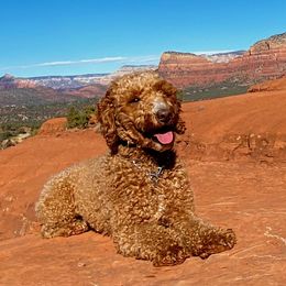 Ginger - Poodle