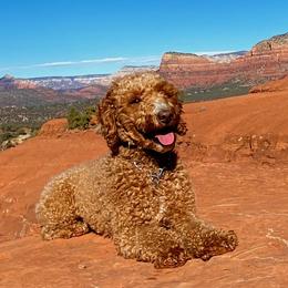 Ginger - Poodle