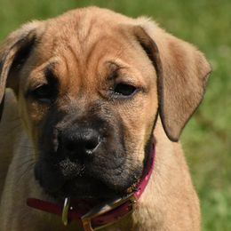 Girl 4 - Cane Corso puppy from Willow Creek Cane Corsos