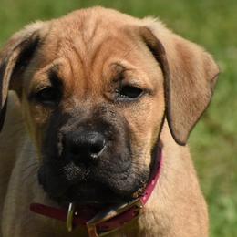 Girl 4 - Cane Corso puppy from Willow Creek Cane Corsos