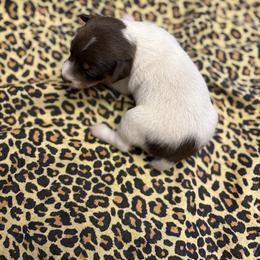 Rowdy - White and chocolate male Rat Terrier puppy in Brandon, Mississippi from Henry Farms Rat Terriers