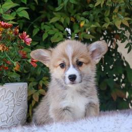 Blue collar - Red male Pembroke Welsh Corgi puppy in Caliente, California from Rafter Cross 7