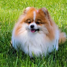 French Bulldogs and Pomeranians from Pomeranian Joy of the Mountains