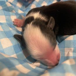 BWF Blaze - Black and white female Aussiedoodle puppy in Bee Branch, Arkansas from Scroggins Creek Doodles