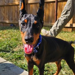 Doberman Pinschers from Little Dragon Dobermans