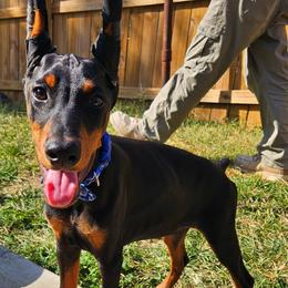 Doberman Pinschers from Little Dragon Dobermans