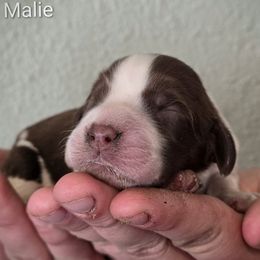Malie - Tri-Roan female English Springer Spaniel puppy in Florida from Thunderbird Springers