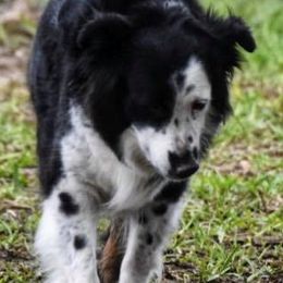 Miniature Australian Shepherds and Toy Australian Shepherds from Tinker Toy Aussies & Minis