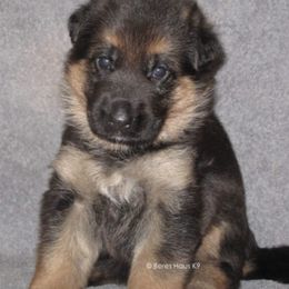 German Shepherds from Beres Haus German Shepherds