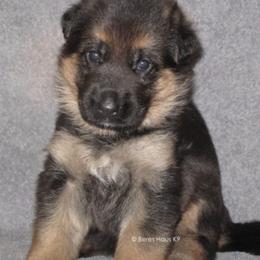 German Shepherds from Beres Haus German Shepherds