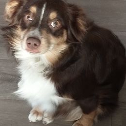 Reba - Australian Shepherd