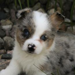 Scurvy - Blue male Companion Cross puppy in Fairview, South Dakota from Dakota Toy Aussies