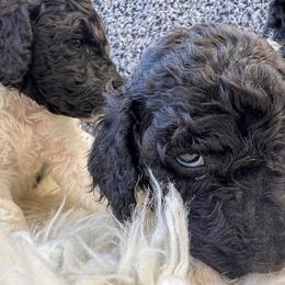 Goldendoodle and Poodle Puppies from Elizabeth Rocha's Doodles