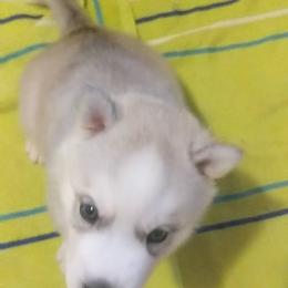 Siberian Husky Puppies from Tranton Kennels